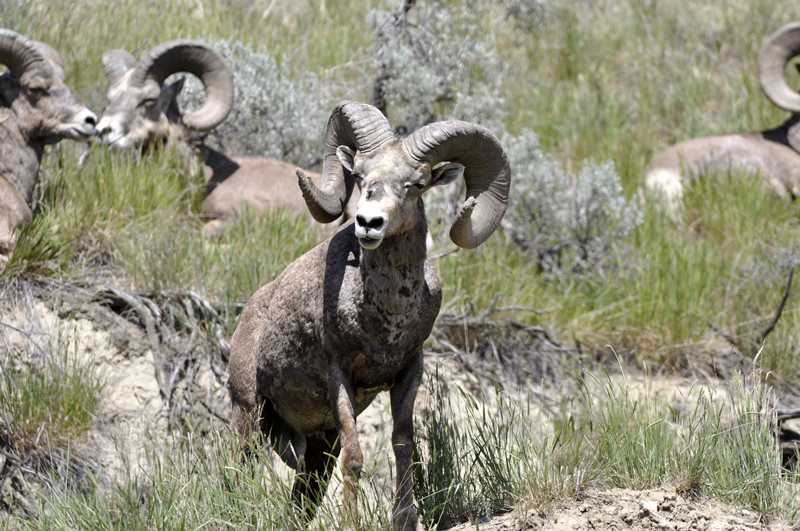 California big horn sheep