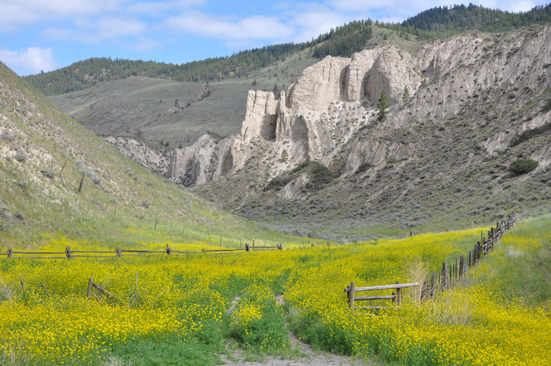 mustard seed meadow